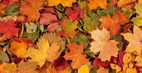Colorful fallen leaves on the ground