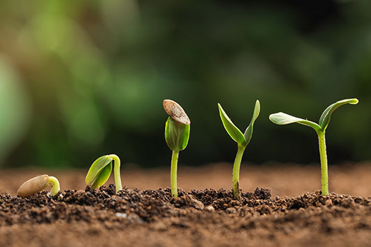 Little row of five plants, the one on the left has just sprouted and broken through the soil. Each one is a little bit farther along on the growth cycle